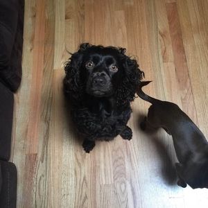 Meet your Posher, Ann